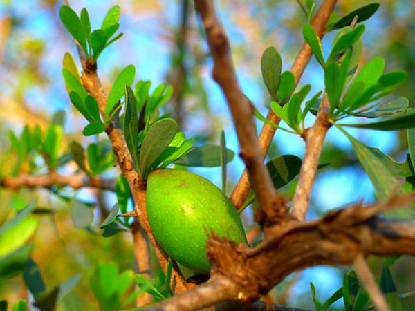 குருதி நெல்லியுடன் அர்கன் எண்ணெய் சேர்ப்பு: