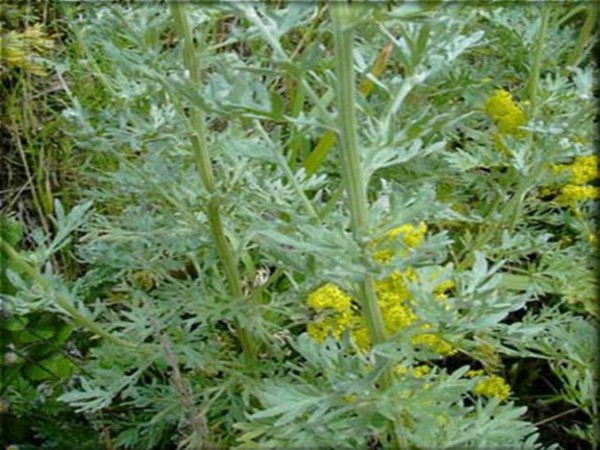 மரிக்கொழுந்து எண்ணைய் மருந்து: