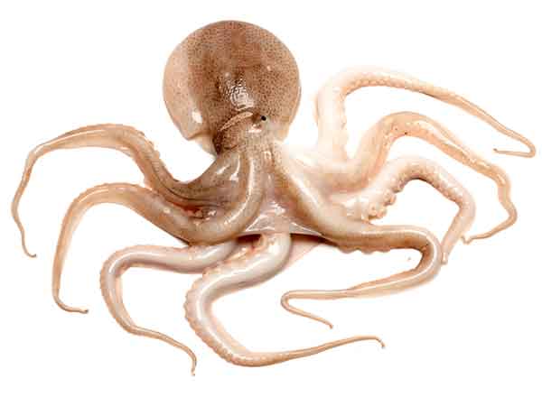 உயிருள்ள ஆக்டோபஸ்