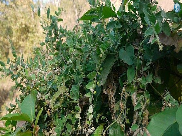 கட்டுக்கொடி என்றால் என்ன :