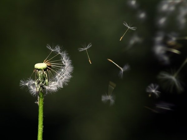 டான்டெலியன் டீ :