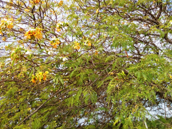 வாத நாராயண இலைகள்: