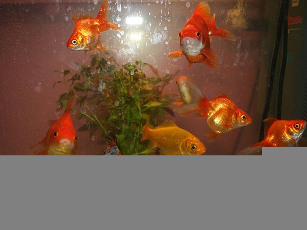 டிப்ஸ் #4