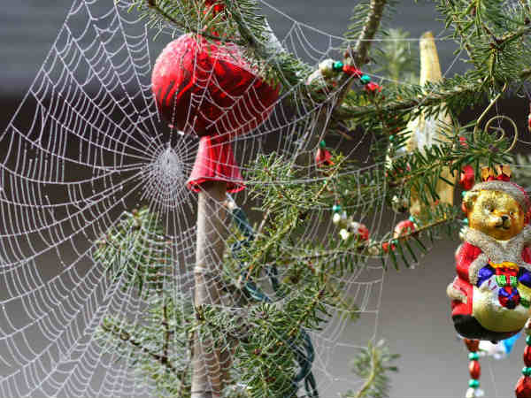  சிலந்தி வலை : 