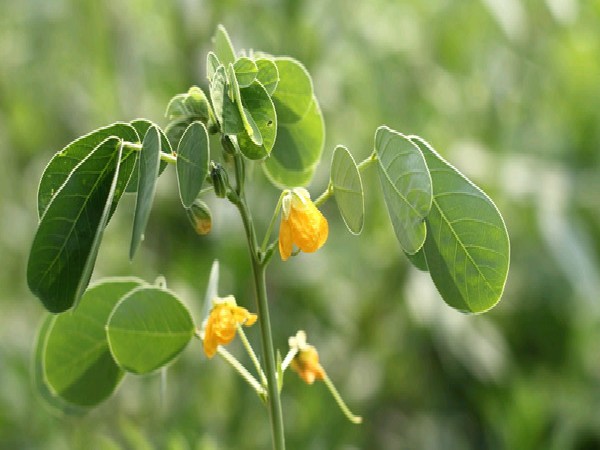 சரும வியாதிகளைப் போக்கும் தகரை: