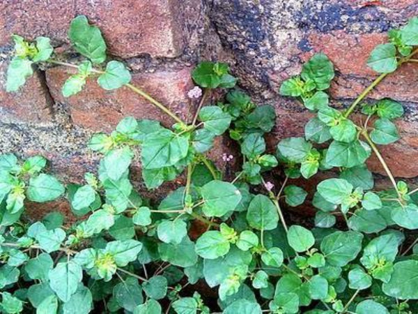 Boerhaavia Diffusa herb to improve kidney functions and reduce weight Boerhaavia Diffusa herb to improve kidney functions and reduce weight