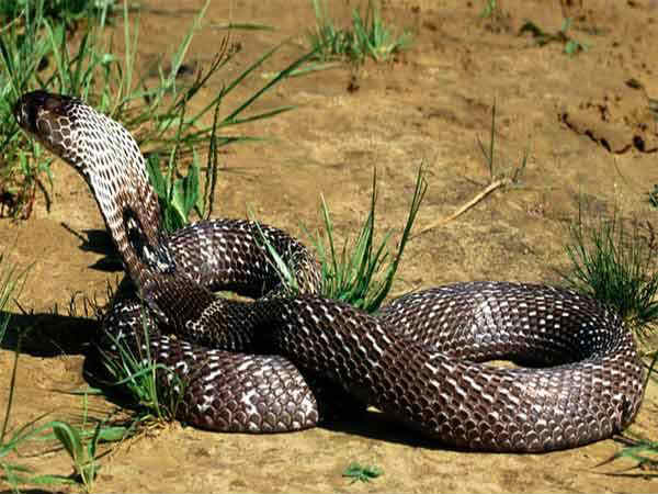 பாம்பு கடித்துச் சாவு : 