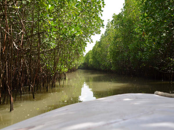 அலையாத்திக்காடுகள்.