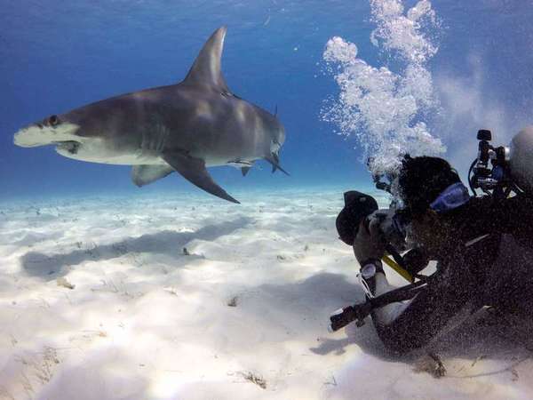 அலையாத்திக் காடுகளின் பயன்கள்