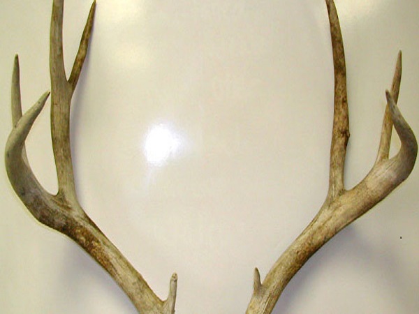 இறந்த மிருகங்கள்