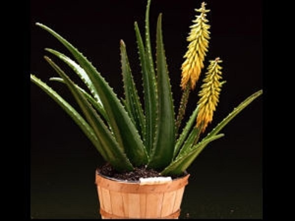 முள் செடிகள்