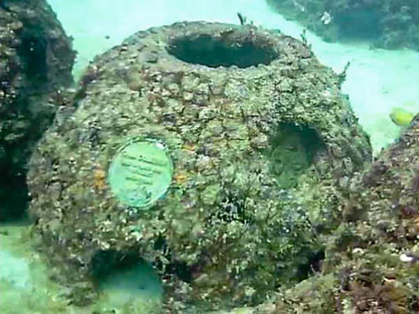 ரீஃப் பரியல் : 