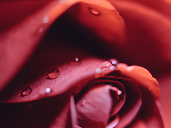 முட்டை மற்றும் பன்னீர் :