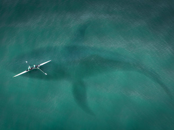 திமிங்கிலம்!