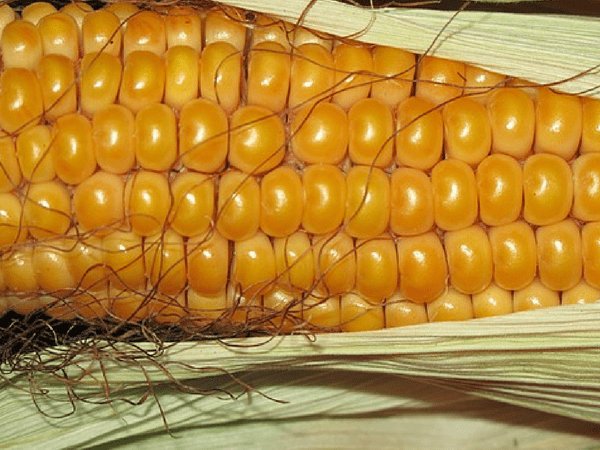 இரத்த சர்க்கரை அளவை குறைத்தல் :