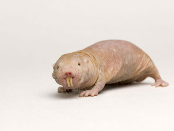 என்ன விலங்கு ? : 