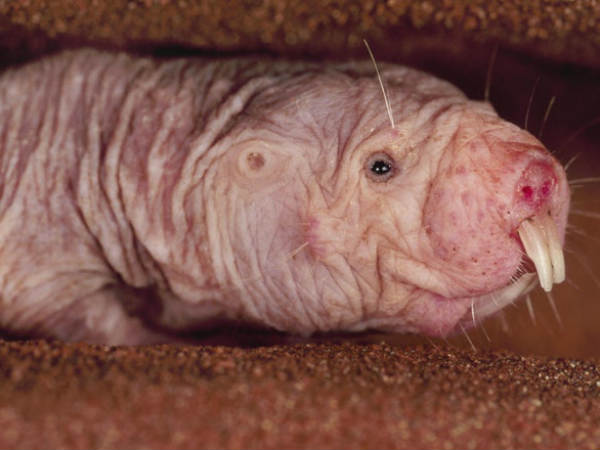 கழிவுகள் : 