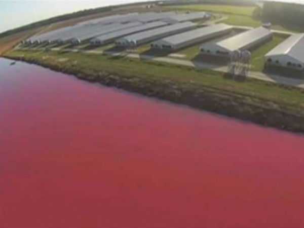 ரத்த ஆறு : 