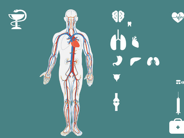 கல்லீரல் செயல்பாடுகள் : 