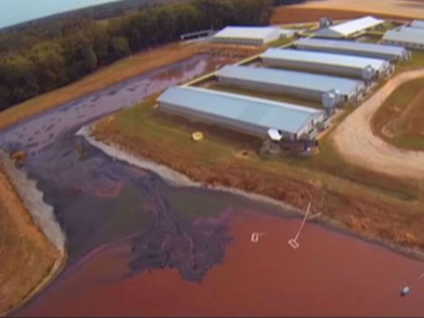 இறைச்சி கழிவுகள் : 