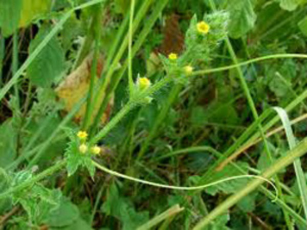 உடல் சூட்டைத் தணிக்கும் முசுமுசுக்கை குடிநீர் :