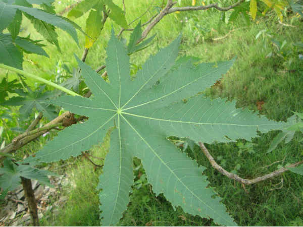 ஆமணக்கு : 