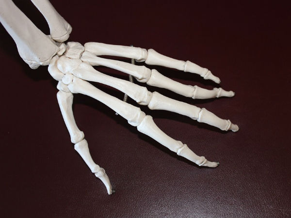 எலும்புகள் : 