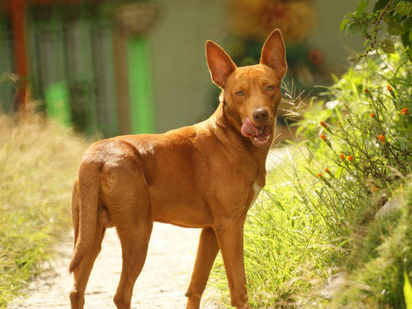 ப்ளூட்ஹண்ட்