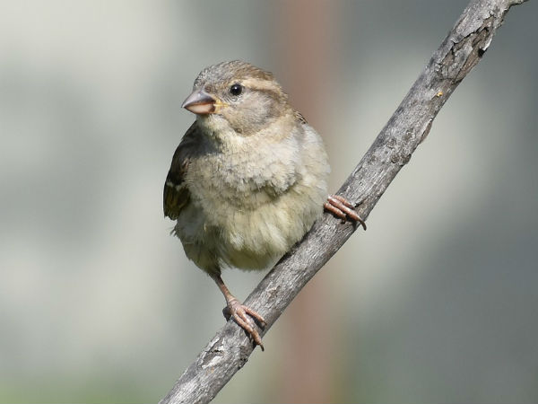 பறவைகள்!