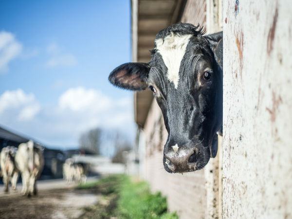 ஐநூறு மடங்கு!