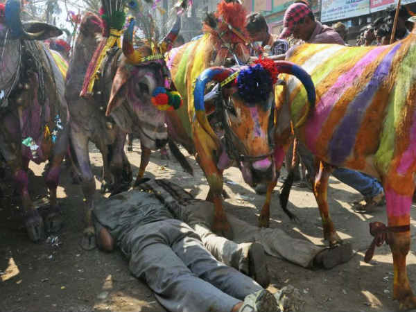  மாடு மிதித்தால் நல்லது : 