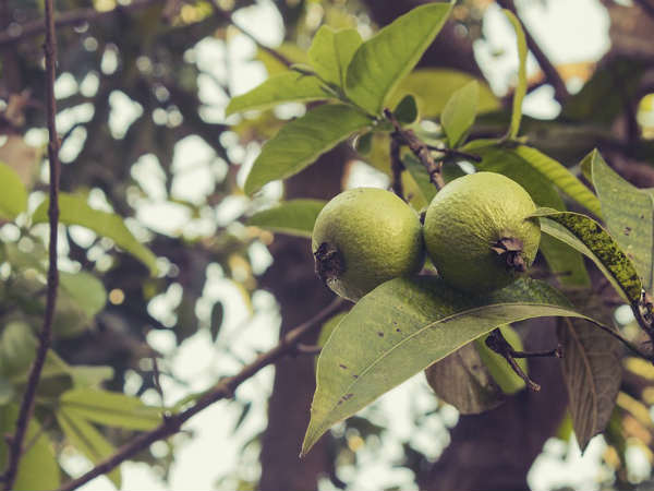 3. கொய்யா