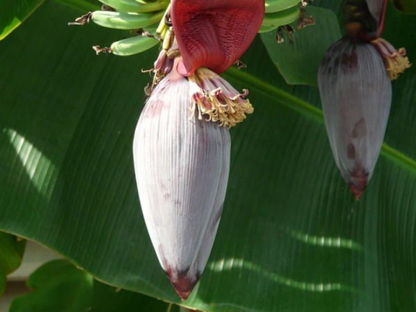 7. வாழைப் பூ: