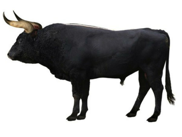 அவ்ரோச்சஸ் : 