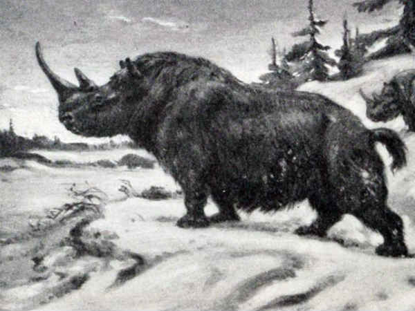 வுல் ரினோசரஸ் : 