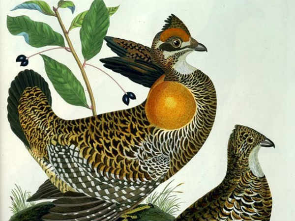 ஹெத் ஹென் : 