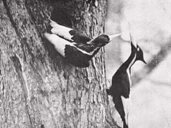 ஐவரி வுட் பெக்கர் : 