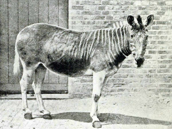  வரிக்குதிரை : 