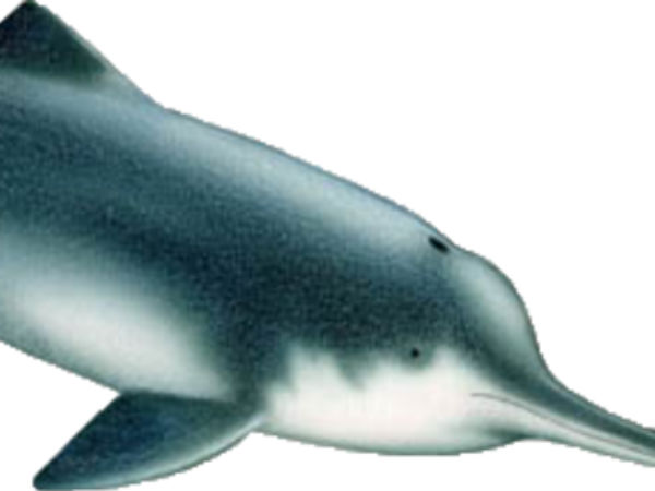 டால்பின் : 