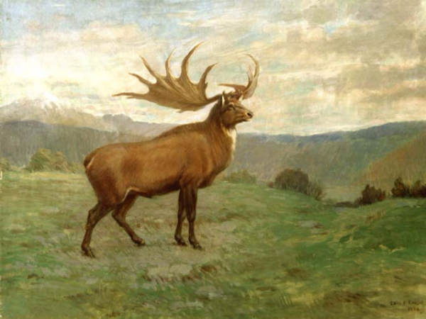 ஐரிஷ் எல்க்ஸ் : 