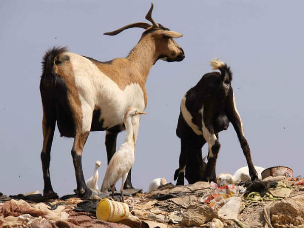 மிருகத்தையும் விடாத மனிதன்!