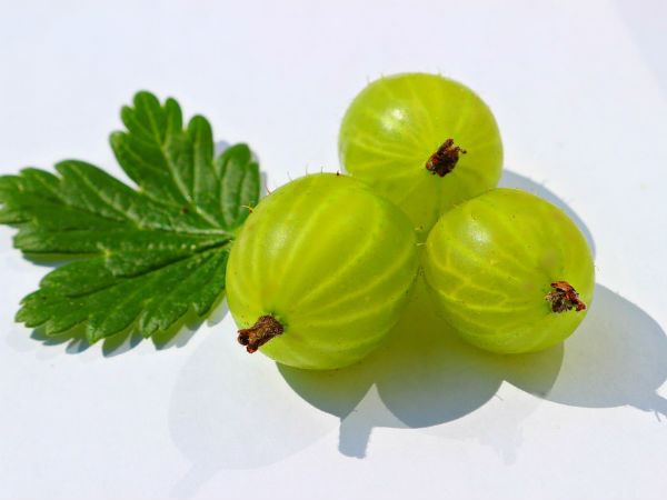 19 நெல்லிக்காய் பொடி 