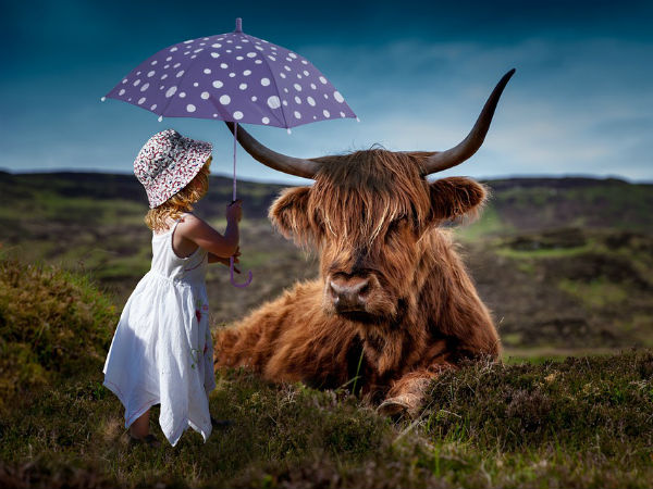 பசுவை கண்டதே இல்லை...