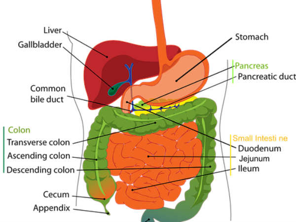 செரிமானம் : 