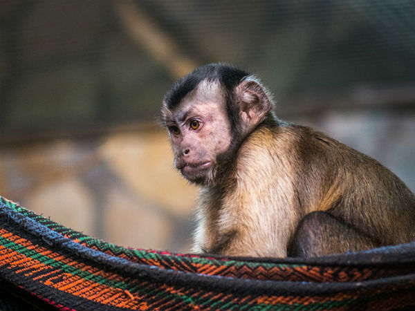 குரங்குகள் அட்டகாசம்!