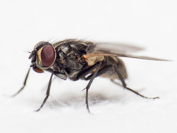 பூச்சிகளை விரட்ட