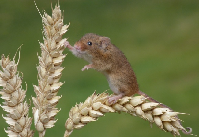 சீஸ் உவாக்....