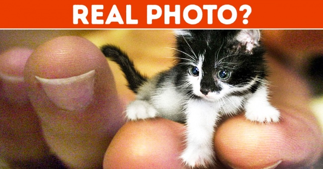 குட்டி பூனை!