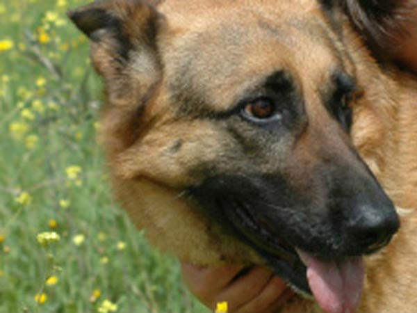 நாய் கற்பழித்தால் : 