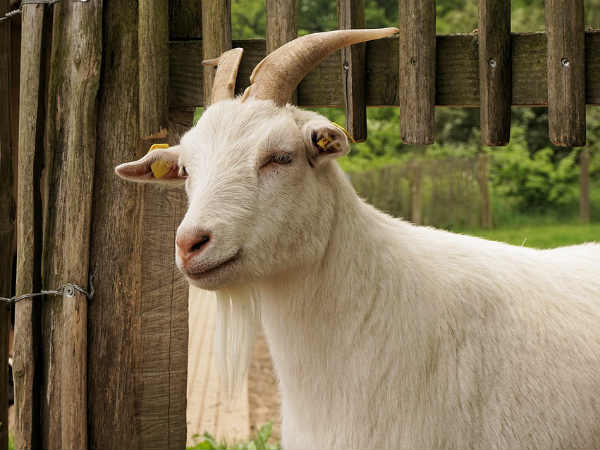 விலங்குகள்!